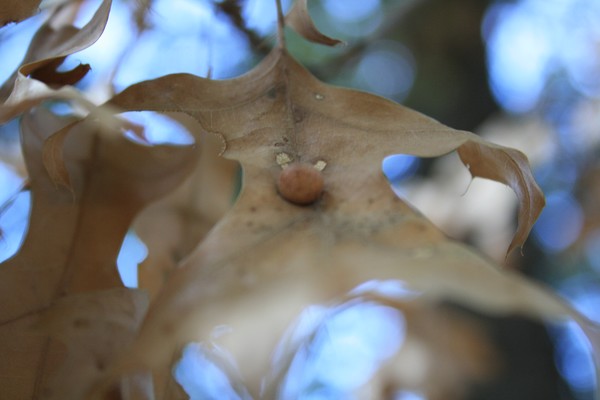 Leaves
