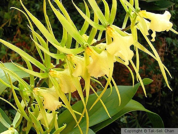Spray Orchid
