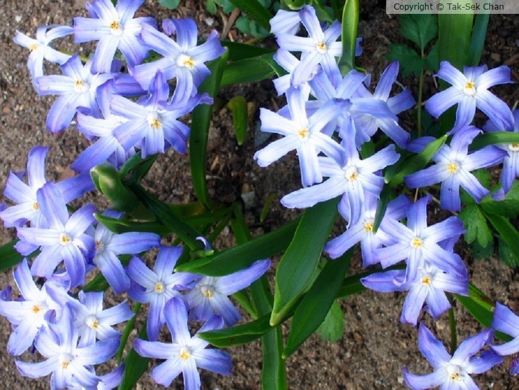 Glory-of-the-Snow  (Chionodoxa luciliae) 04-22-2005