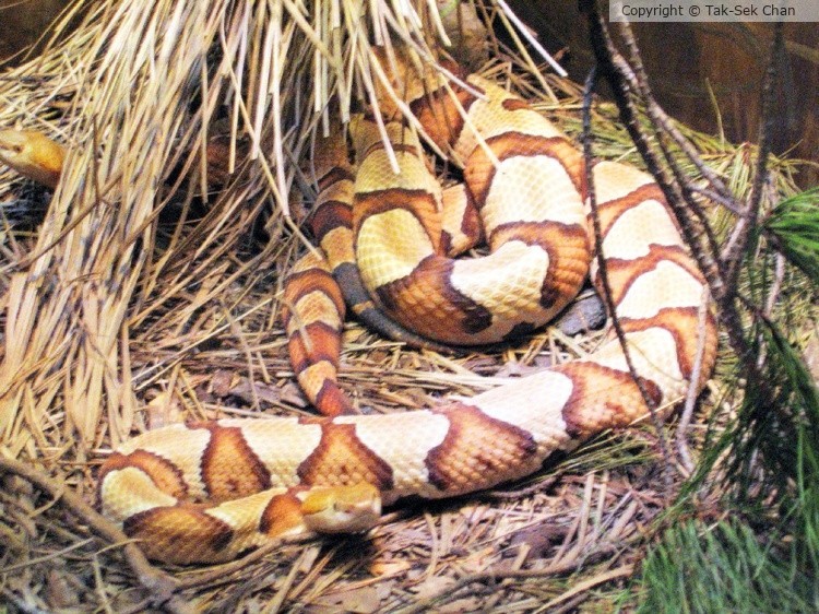 Snake, Zoo Atlanta 11-03-2005