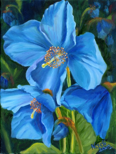 Blue Poppy