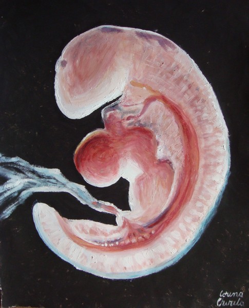 Embryo