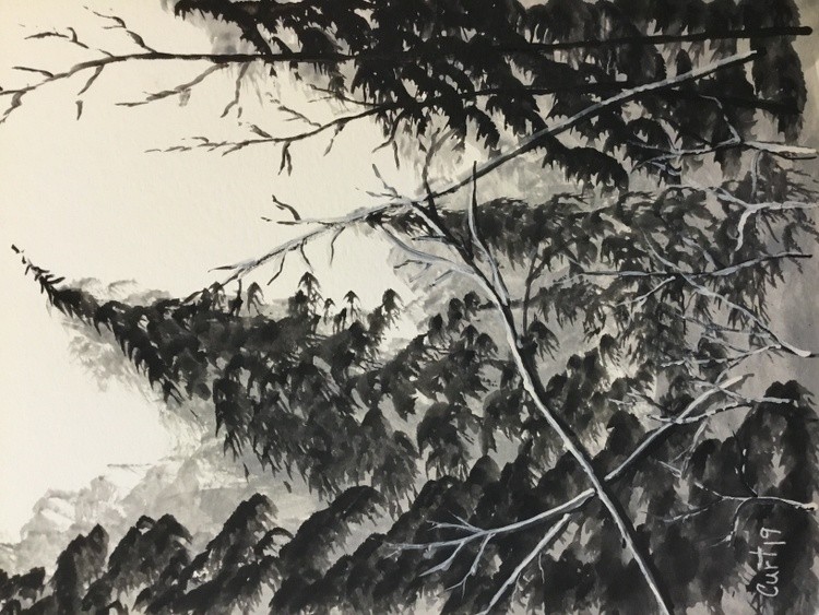 a forest