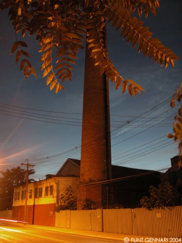 Palm Tree on Staten Island