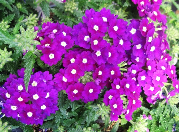 splash of purple