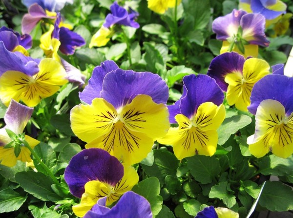 Blue and Yellow