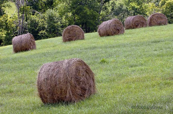 Rollin in the Hay
