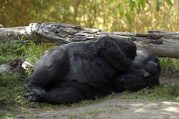 Slumbering Giant