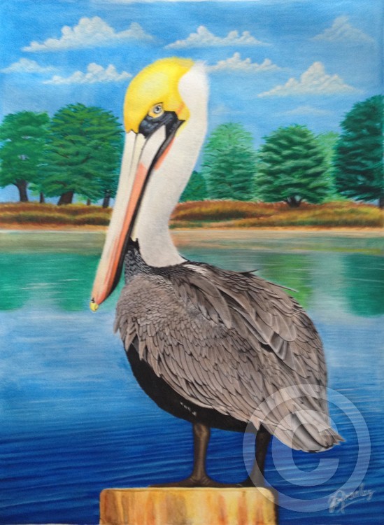 Pelican