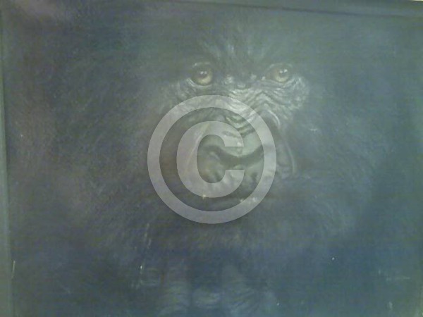 Gorillas Majesty