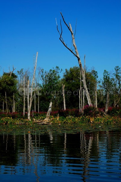 Late Summer on Round Lake III