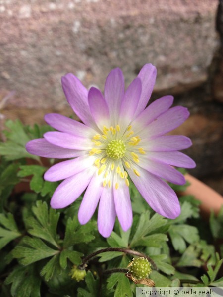 windflower