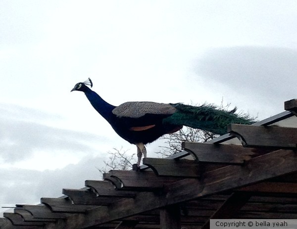 proud peacock