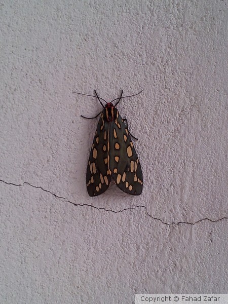 A beautiful moth.