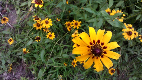 Trail Flowers 1