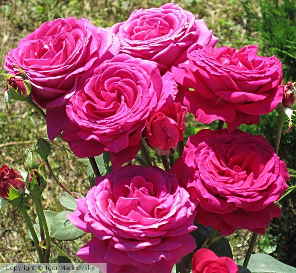 Roses
