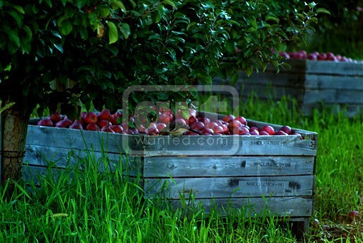 Harvest Time