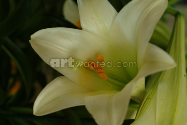 Easter Lily