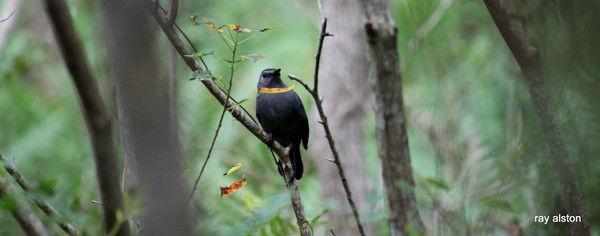 black bird 