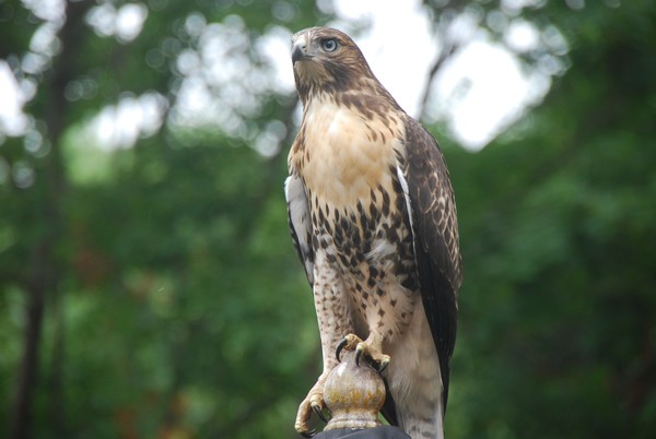Red tail