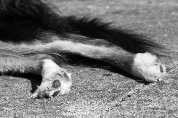 Paws For Thought