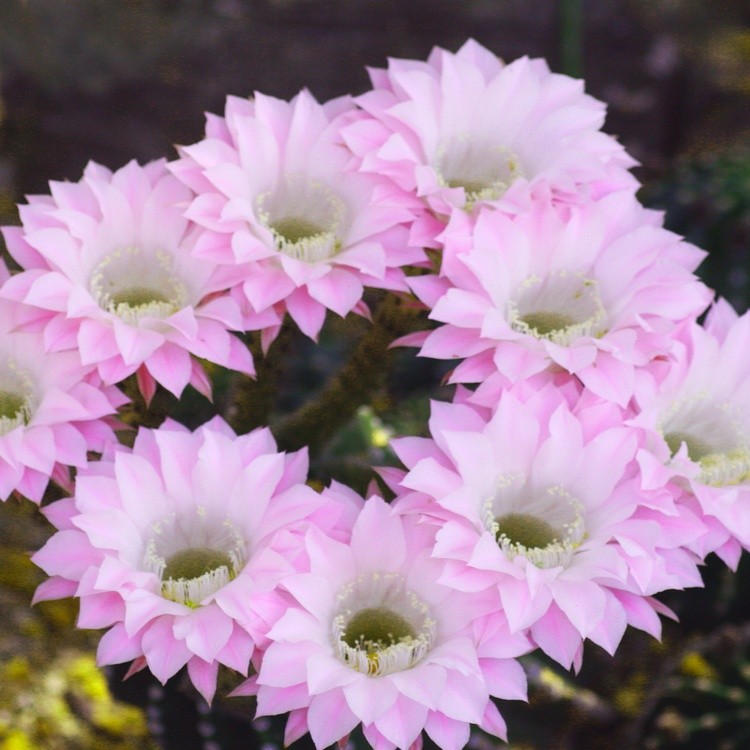 Catus Flower Wickenburg2014 038