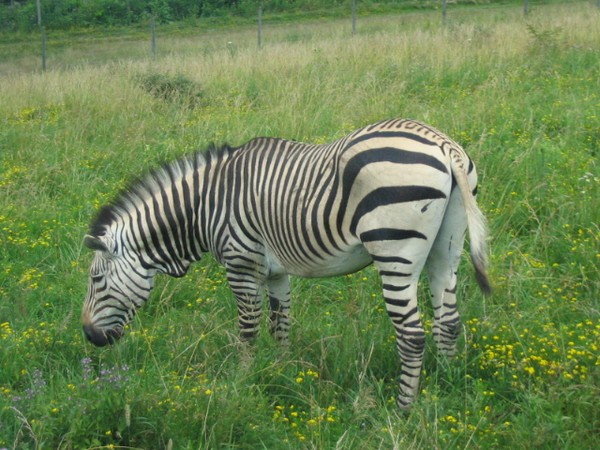 Monsieur Zebre