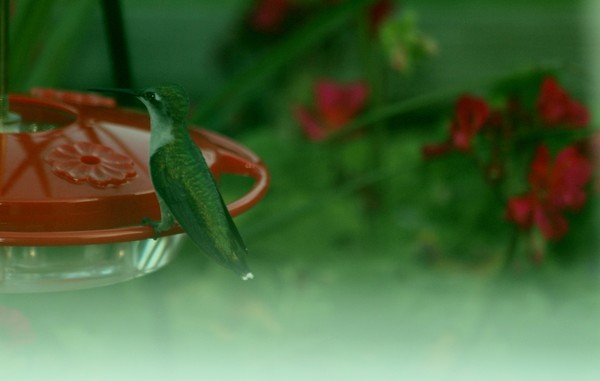 Hummingbird