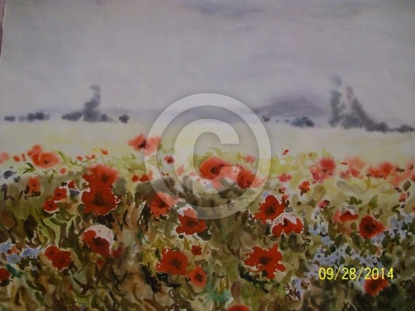 field of poppies