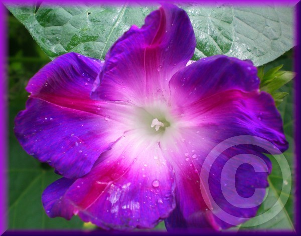 Petaled Morning Glory!!!