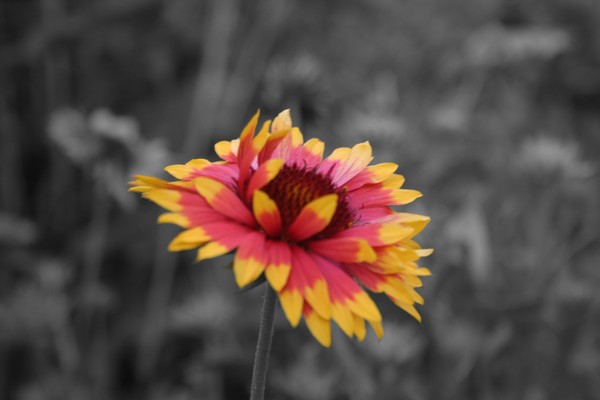 Gaillardia Blanket Flower