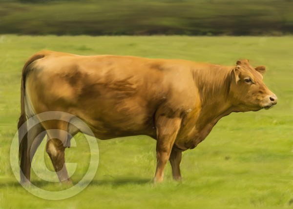 Oil Painted Limousin Cow