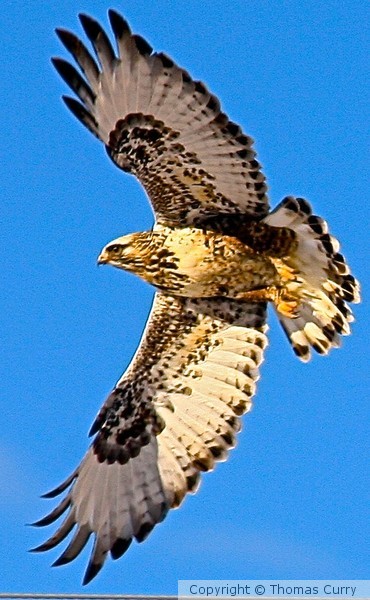 Rough Legged Hawk