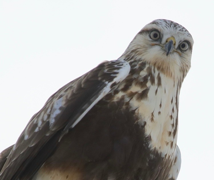 rough legged hawk 
