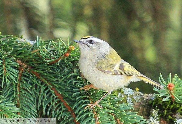 Golden-Crowned Kinglet