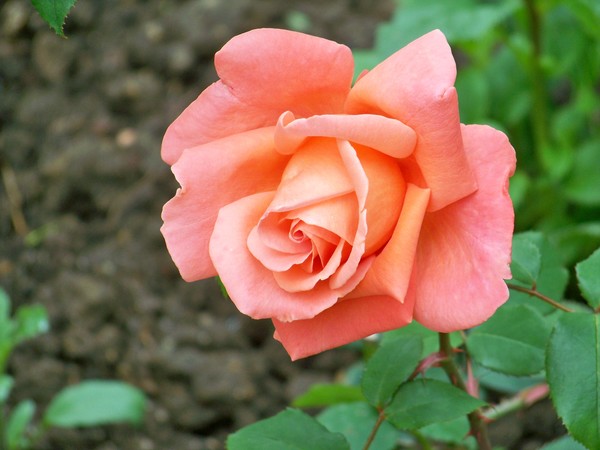 CATHERINE DENEUVE ROSE