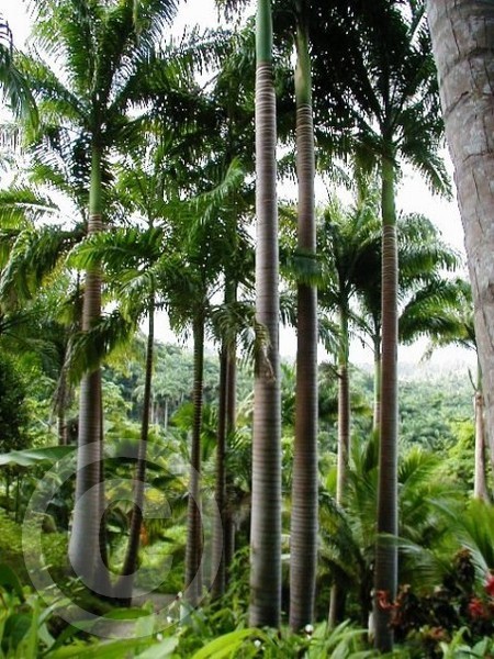 palm grove