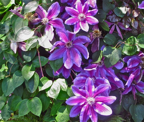 Clematis at Portland Rose Gardens