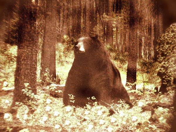 Baby Girl Bear
