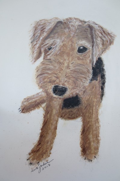 KD  Welsh Terrier