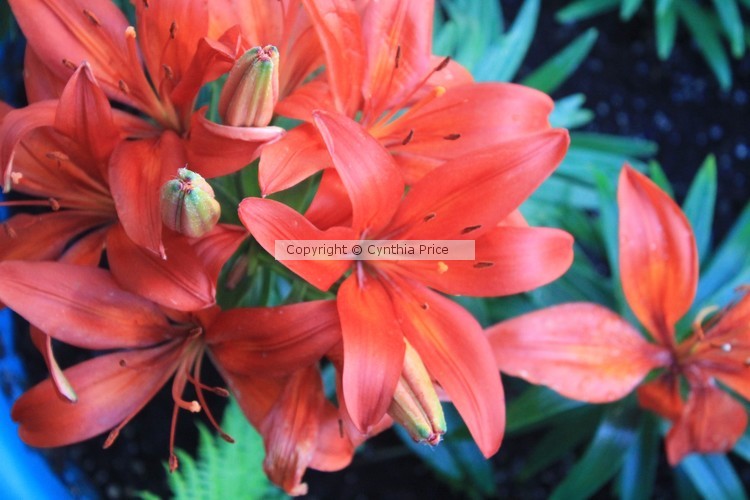Lily in Bloom