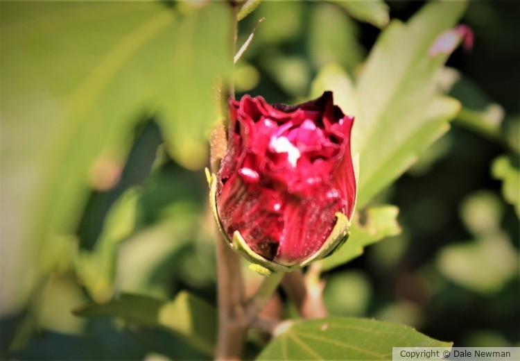 Pink Blossom Bud