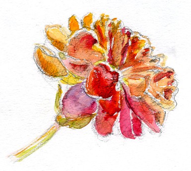 Ruffled Rose Watercolor