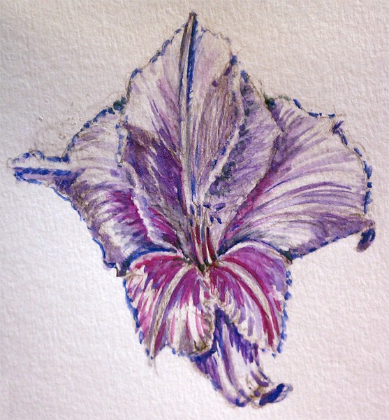 Purple Gladiola Watercolor