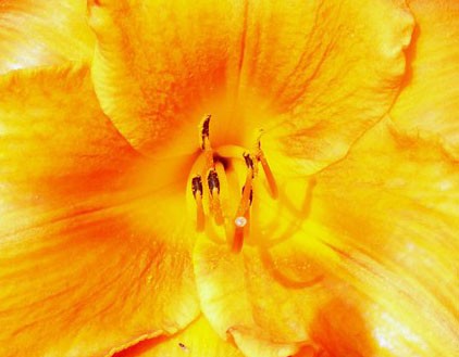 Sunshine 1