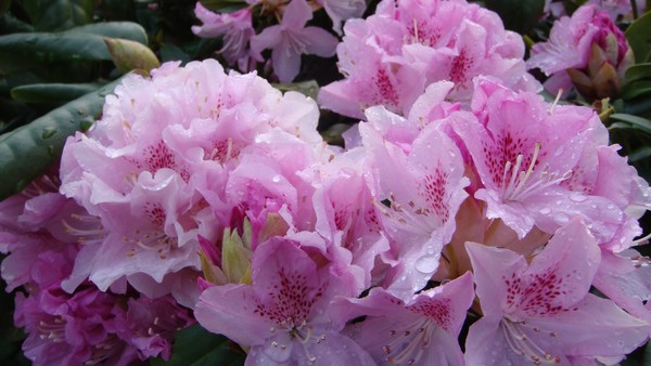 Pinkish