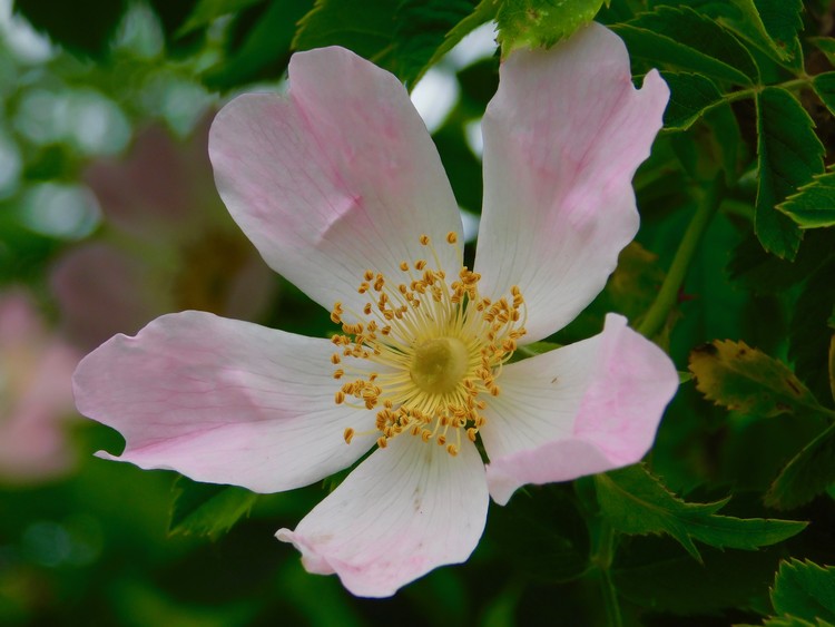 pink blooms