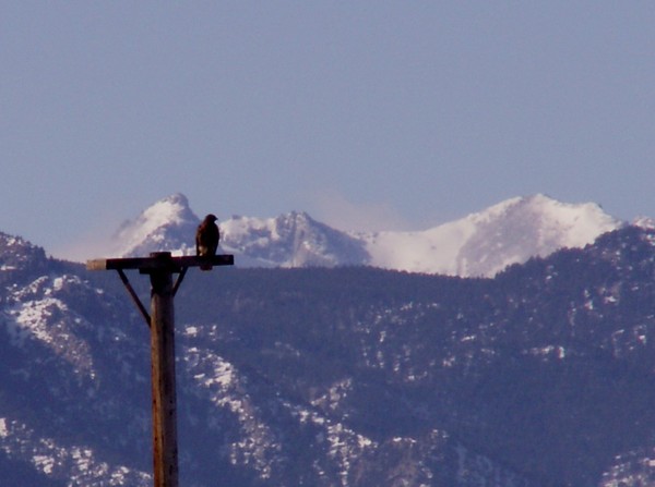 Perched