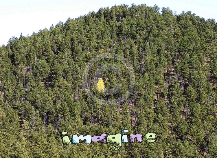 IMAGINE one Yellow Tree-001