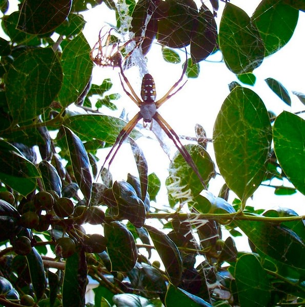 Summer Spider...